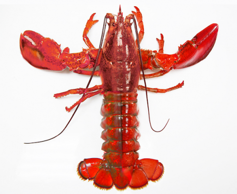 The Pastor and the Lobster